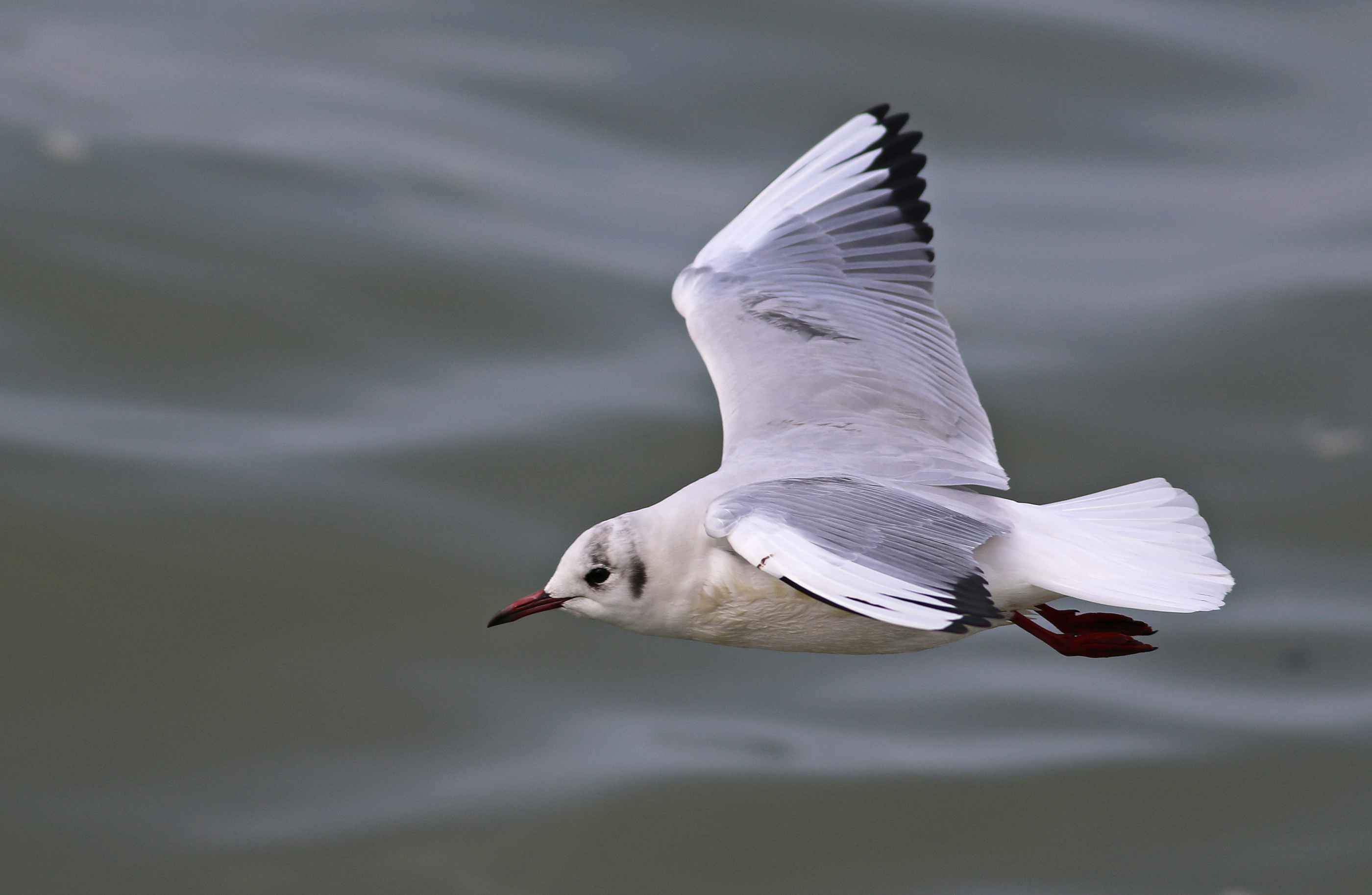 Black-headed Gull